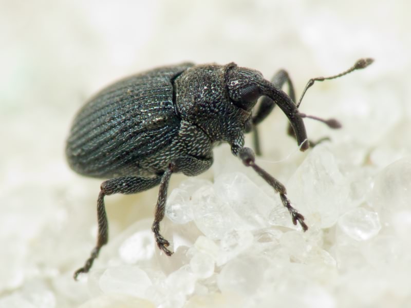 Ceutorhynchus minutus (Reich, 1797)